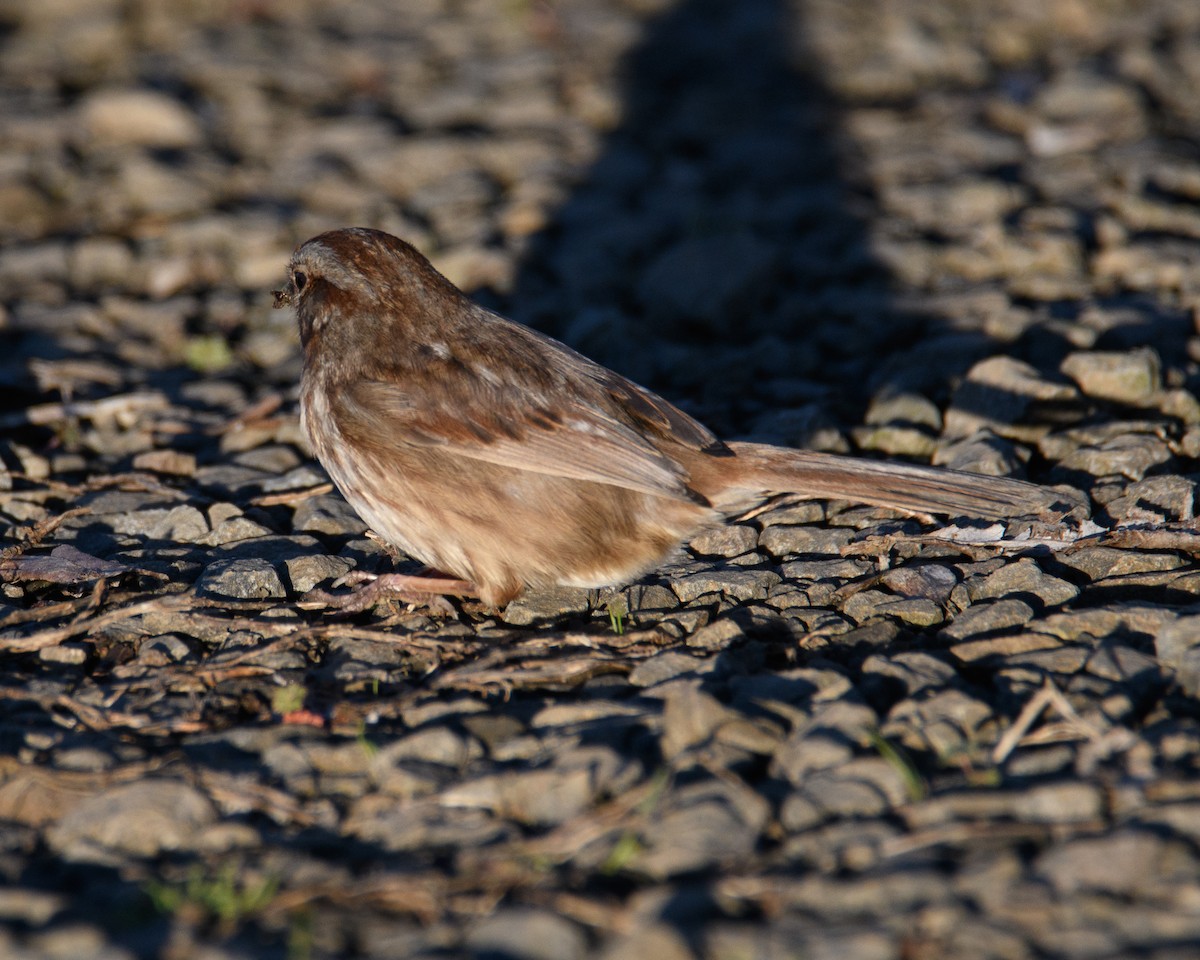 sangspurv - ML646952631