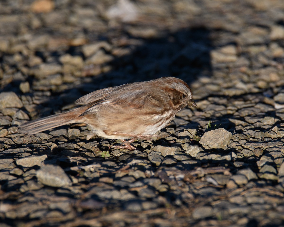 sangspurv - ML646952632