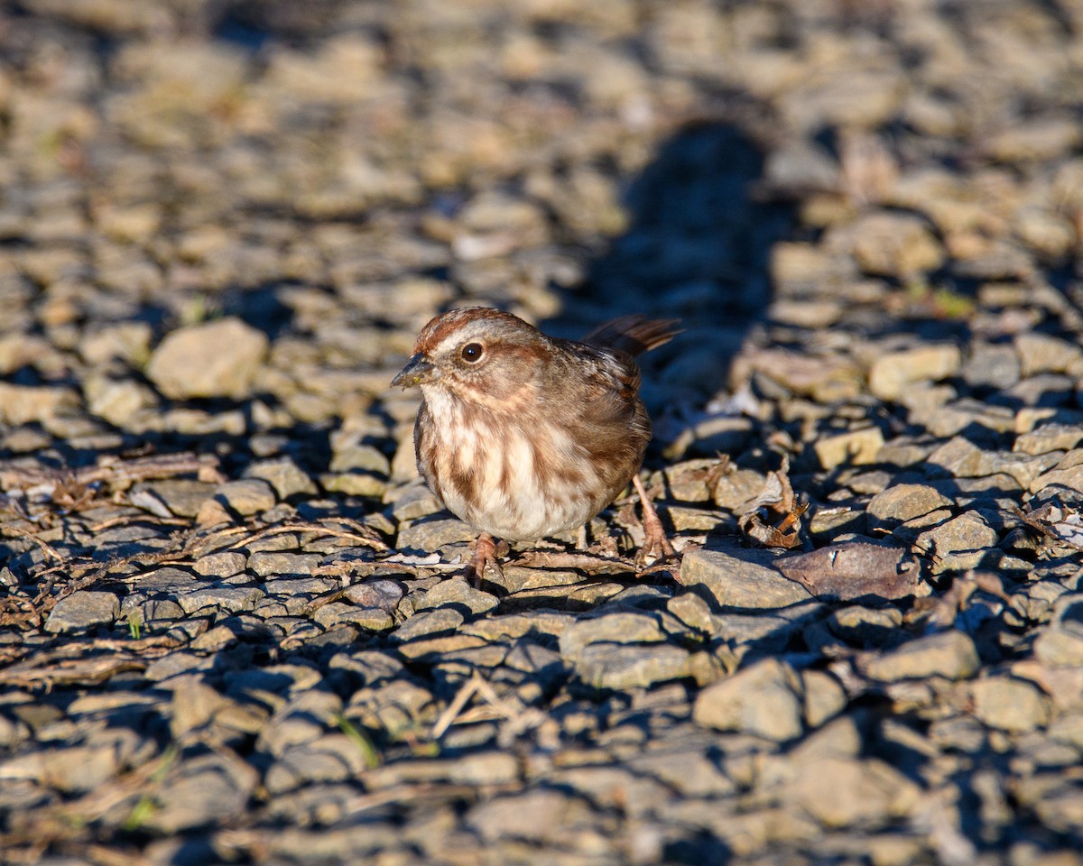 sangspurv - ML646952633