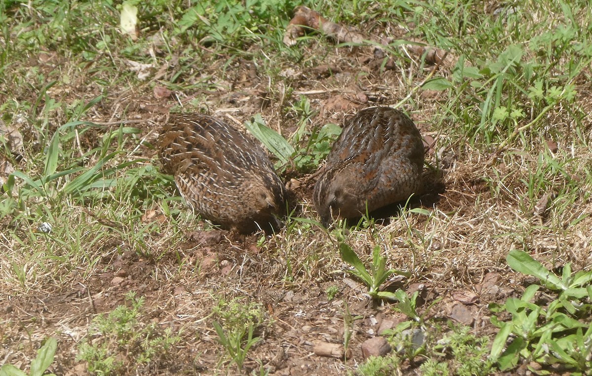 sumpvaktel - ML646952634