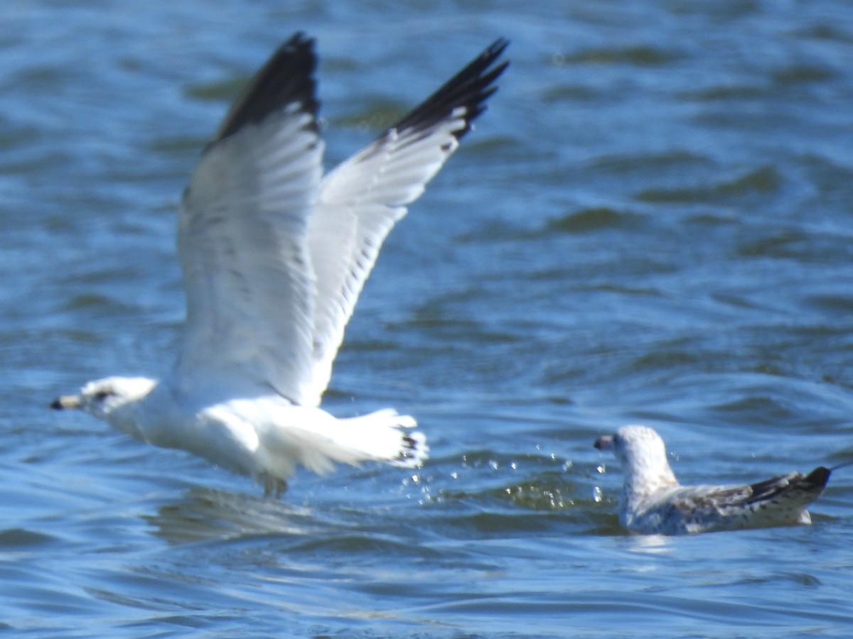 ringnebbmåke - ML646952635