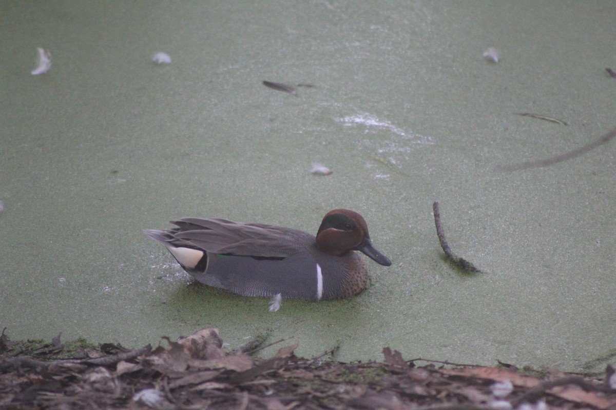 krikkand - ML646952638