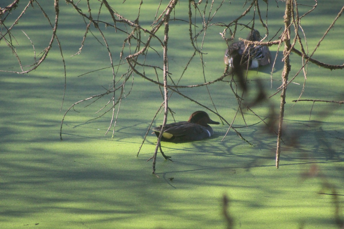 krikkand - ML646952640