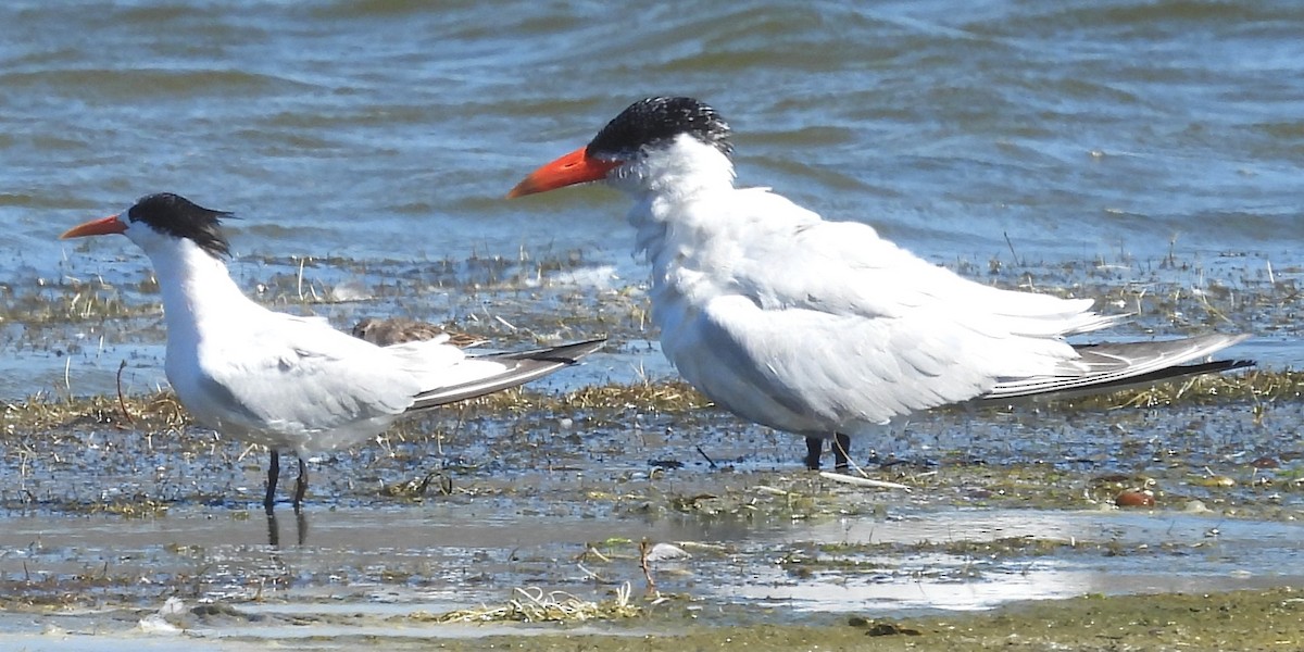 rovterne - ML646952641