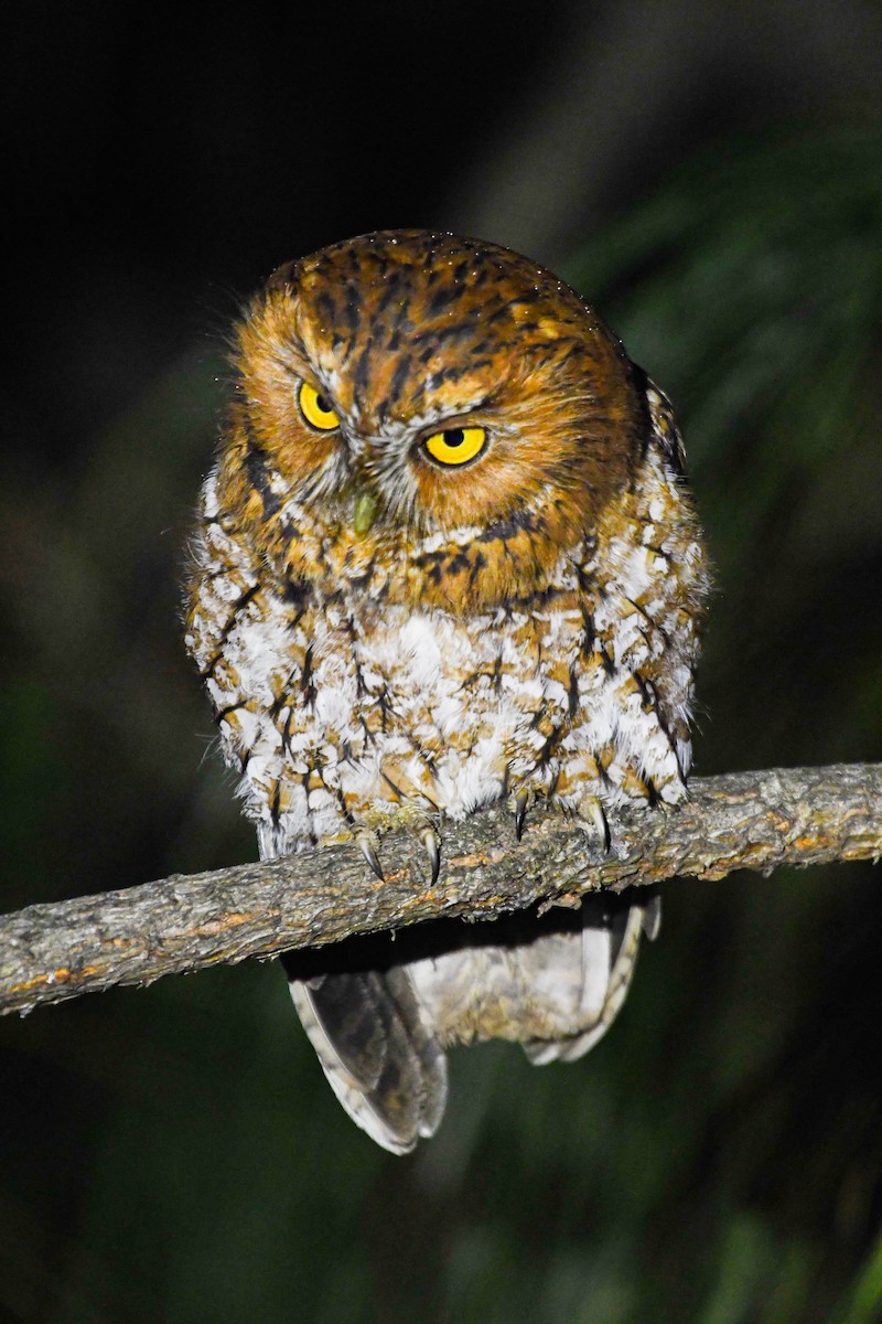 morseugle - ML646952642