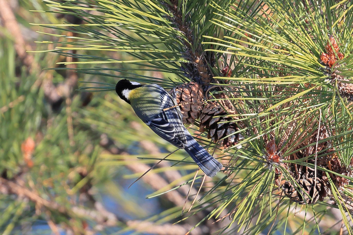 白頰山雀 - ML646952643