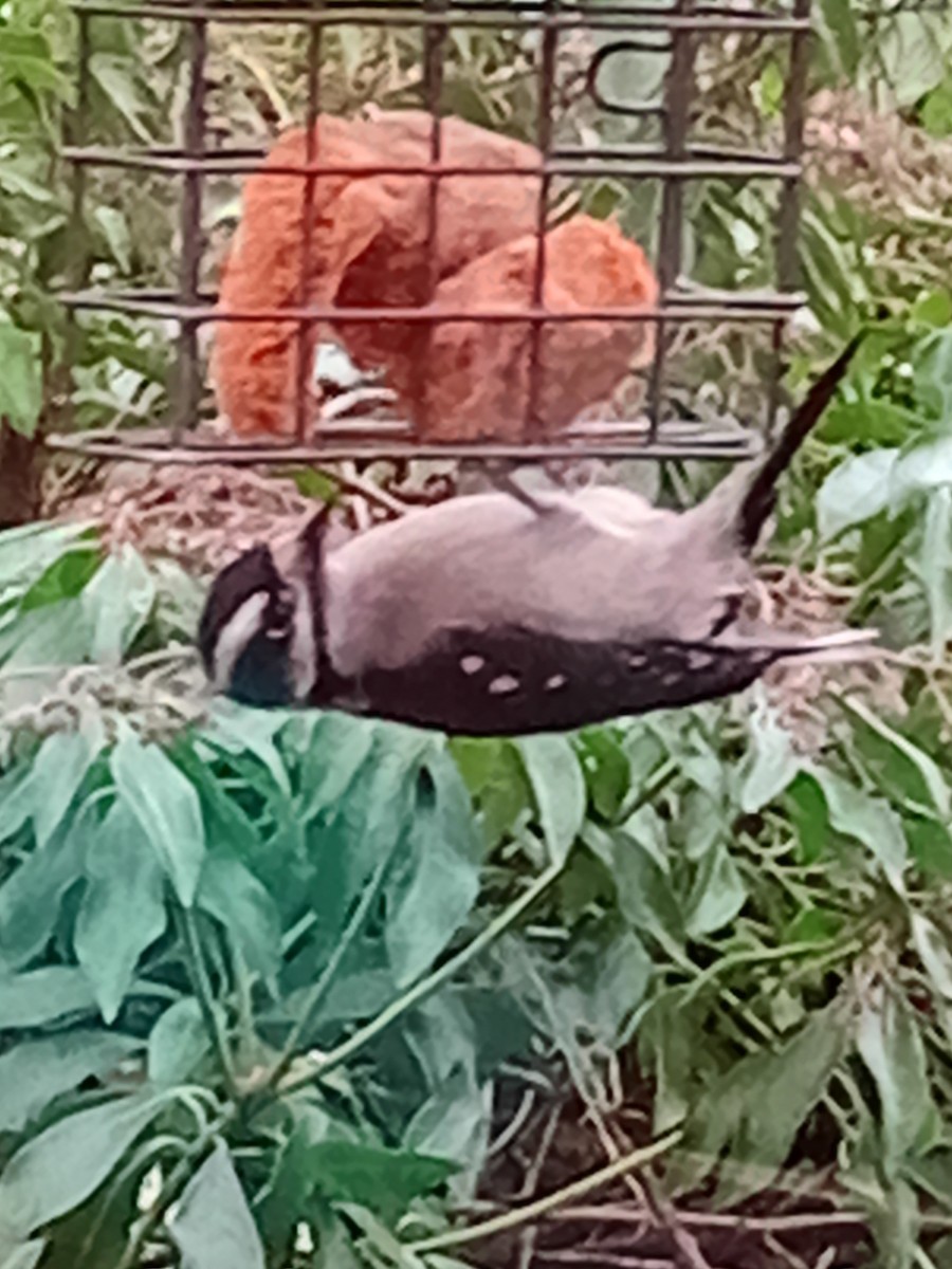 Downy Woodpecker - ML646952644