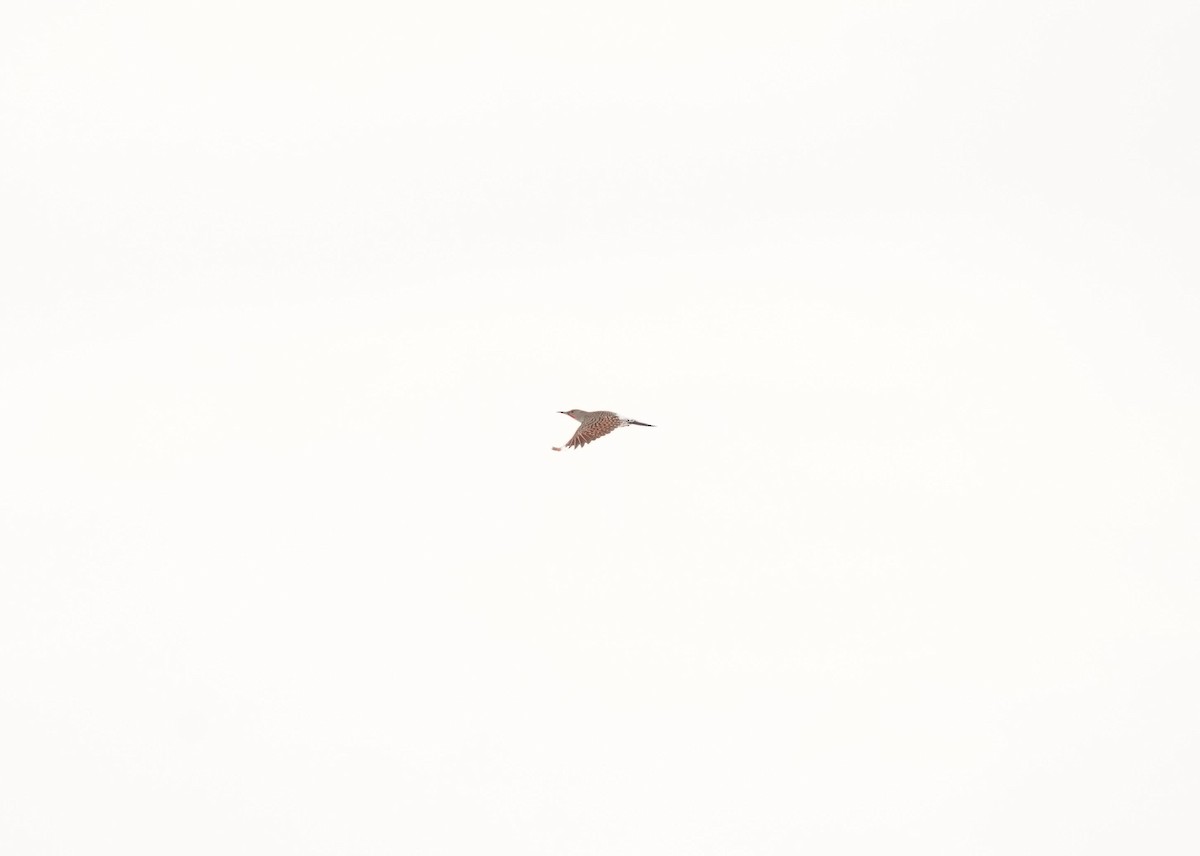 gullspett - ML646952645