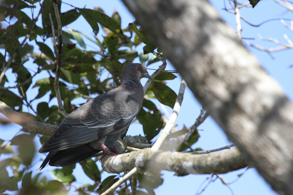 Paloma Picazuró - ML646952646