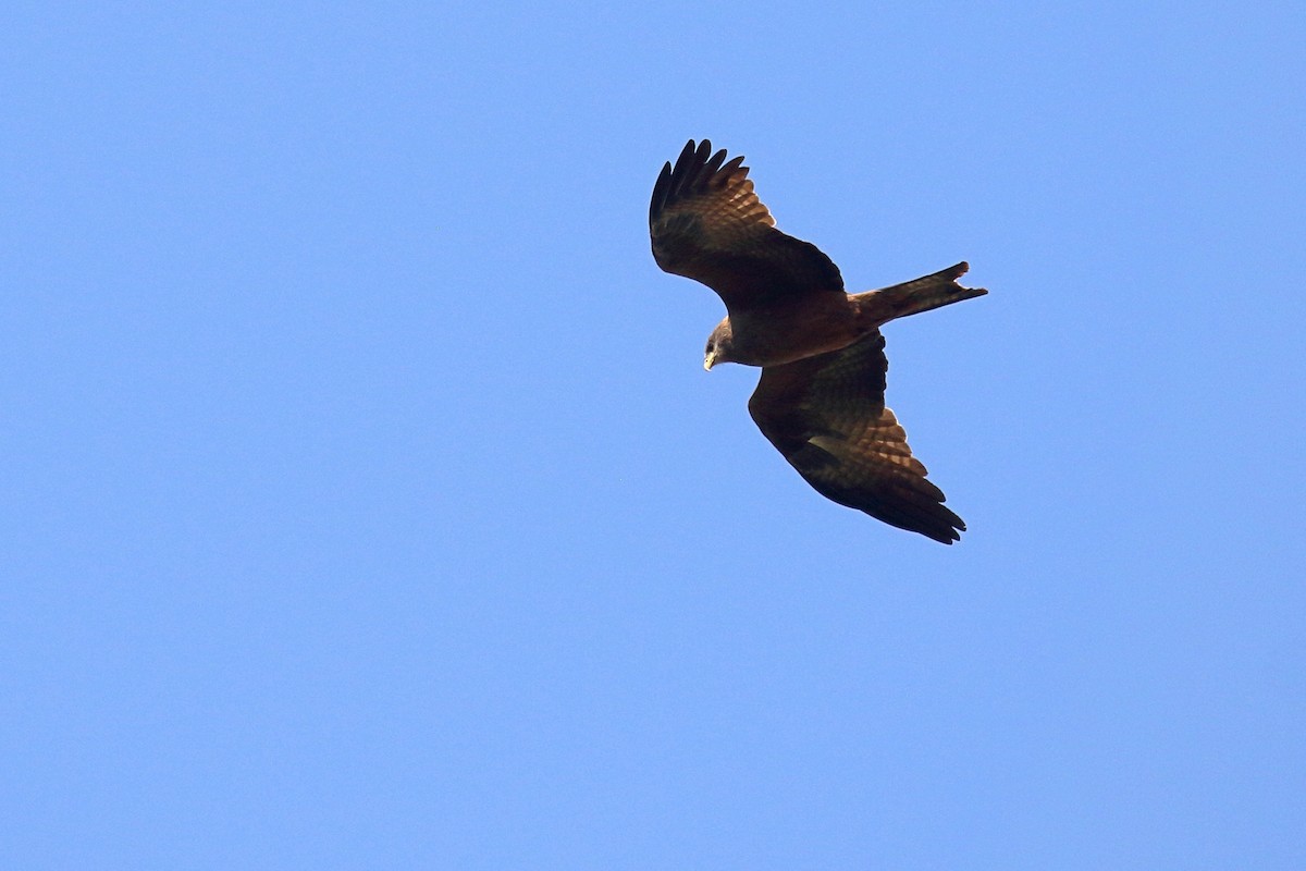 Black Kite - ML646952647