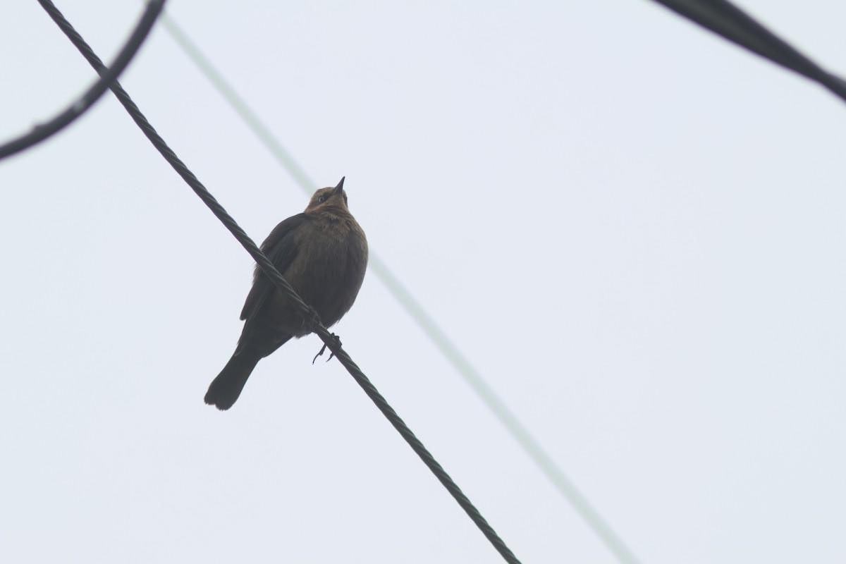 Rusty Blackbird - ML646952650