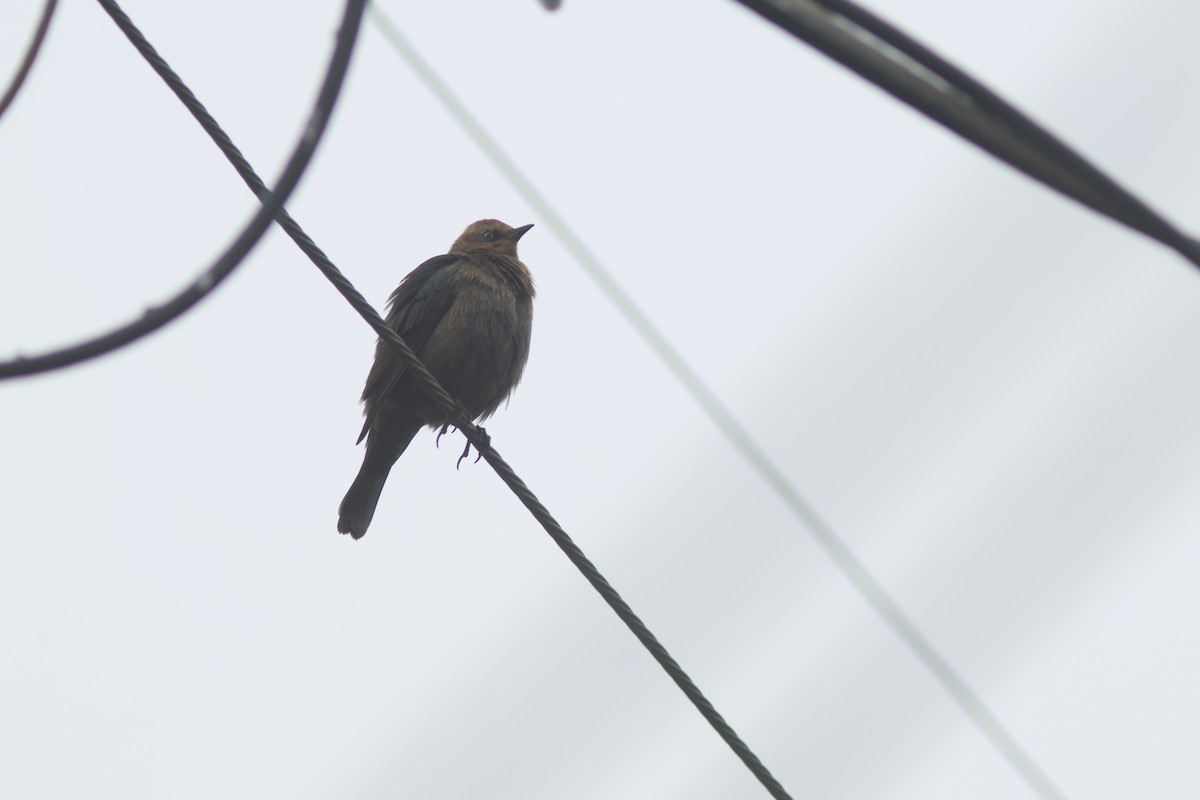 Rusty Blackbird - ML646952651