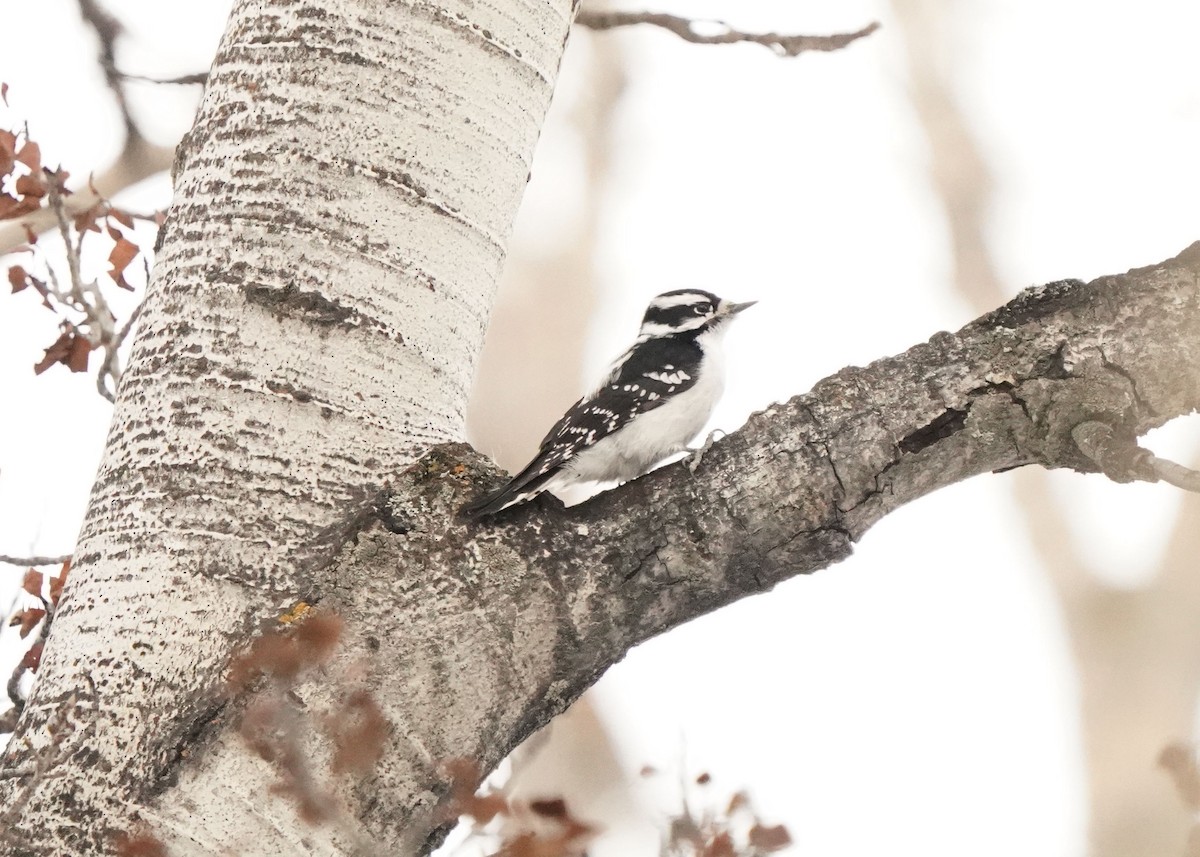 Downy Woodpecker - ML646952652