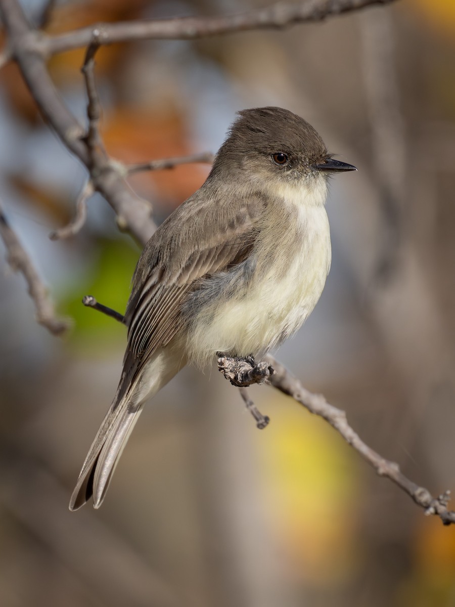 Mosquero Fibí - ML646952653