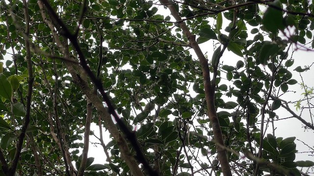 Plain Flowerpecker - ML646952654