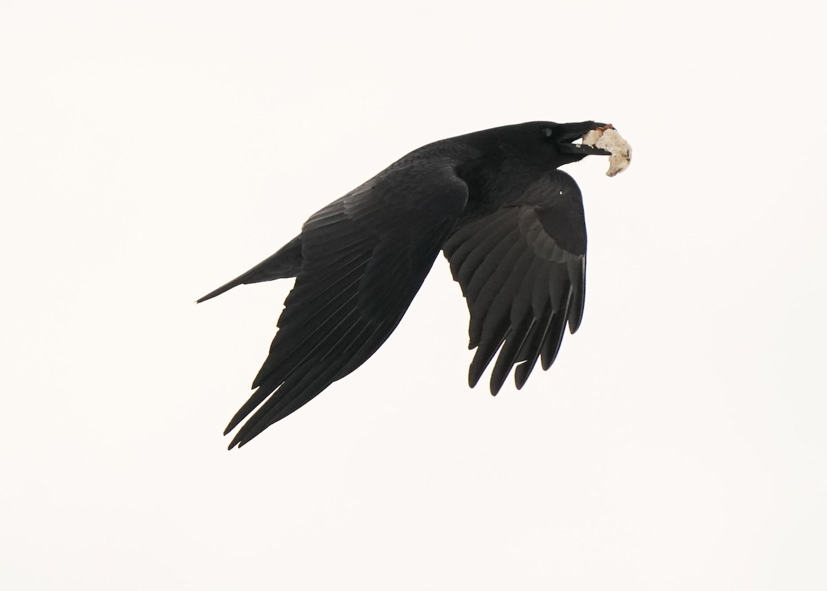 Common Raven - ML646952655