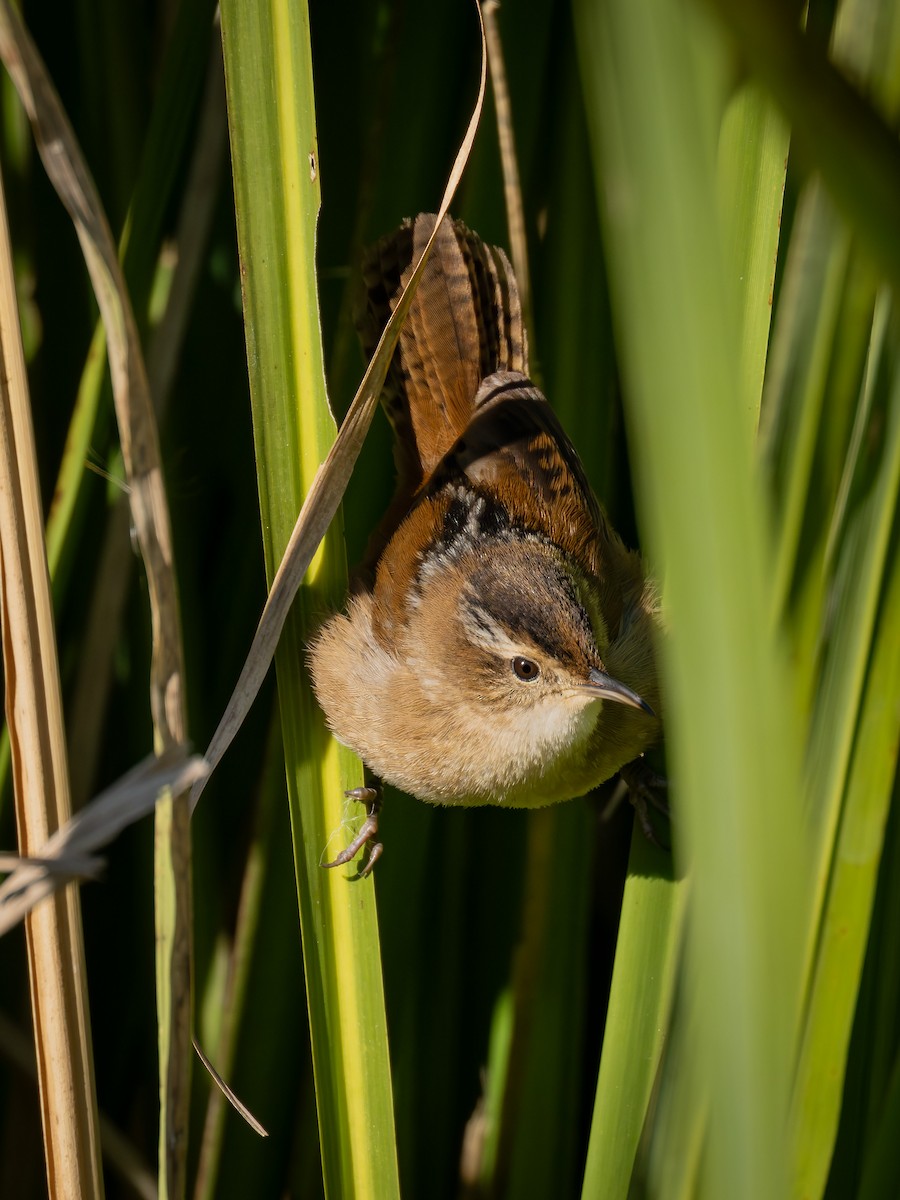 Cucarachero Pantanero - ML646952656
