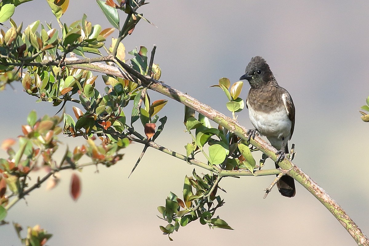 Common Bulbul - ML646952658