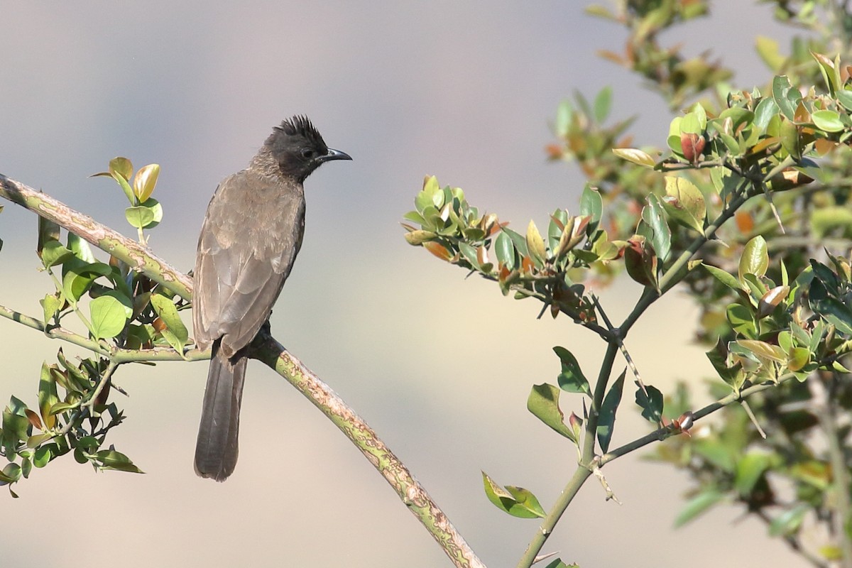 Common Bulbul - ML646952659