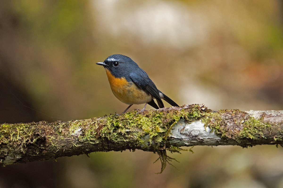 aurorafluesnapper - ML646952663