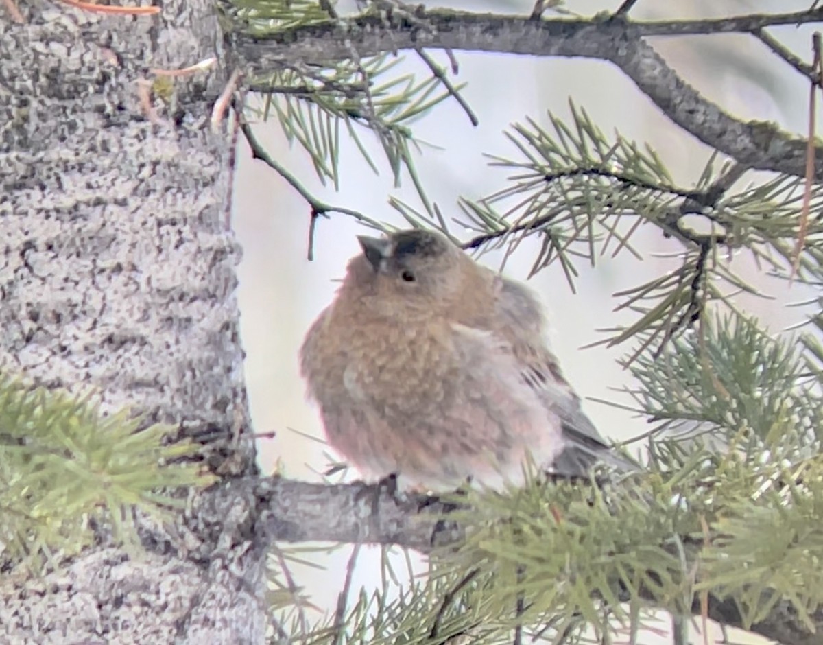 Бурошапочный вьюрок - ML646952669