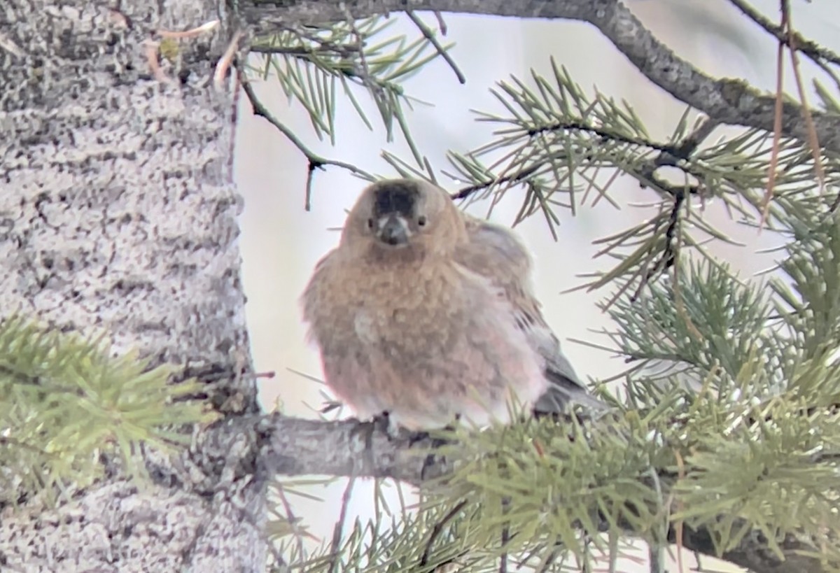 Бурошапочный вьюрок - ML646952670