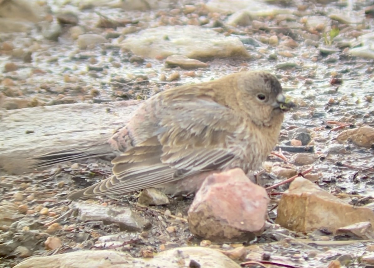 Бурошапочный вьюрок - ML646952671