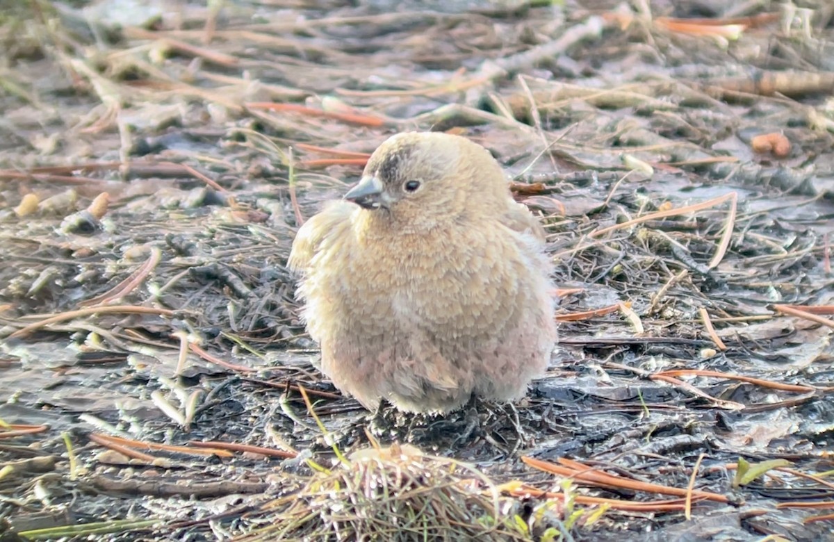 Бурошапочный вьюрок - ML646952672