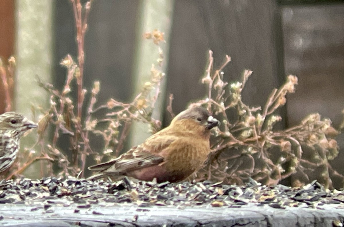 Бурошапочный вьюрок - ML646952673