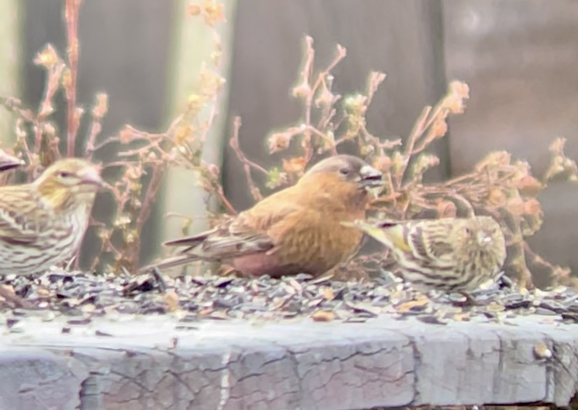 Бурошапочный вьюрок - ML646952674