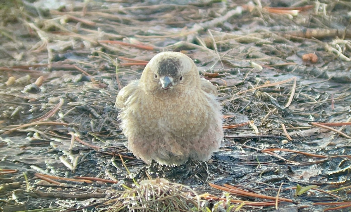 Бурошапочный вьюрок - ML646952675