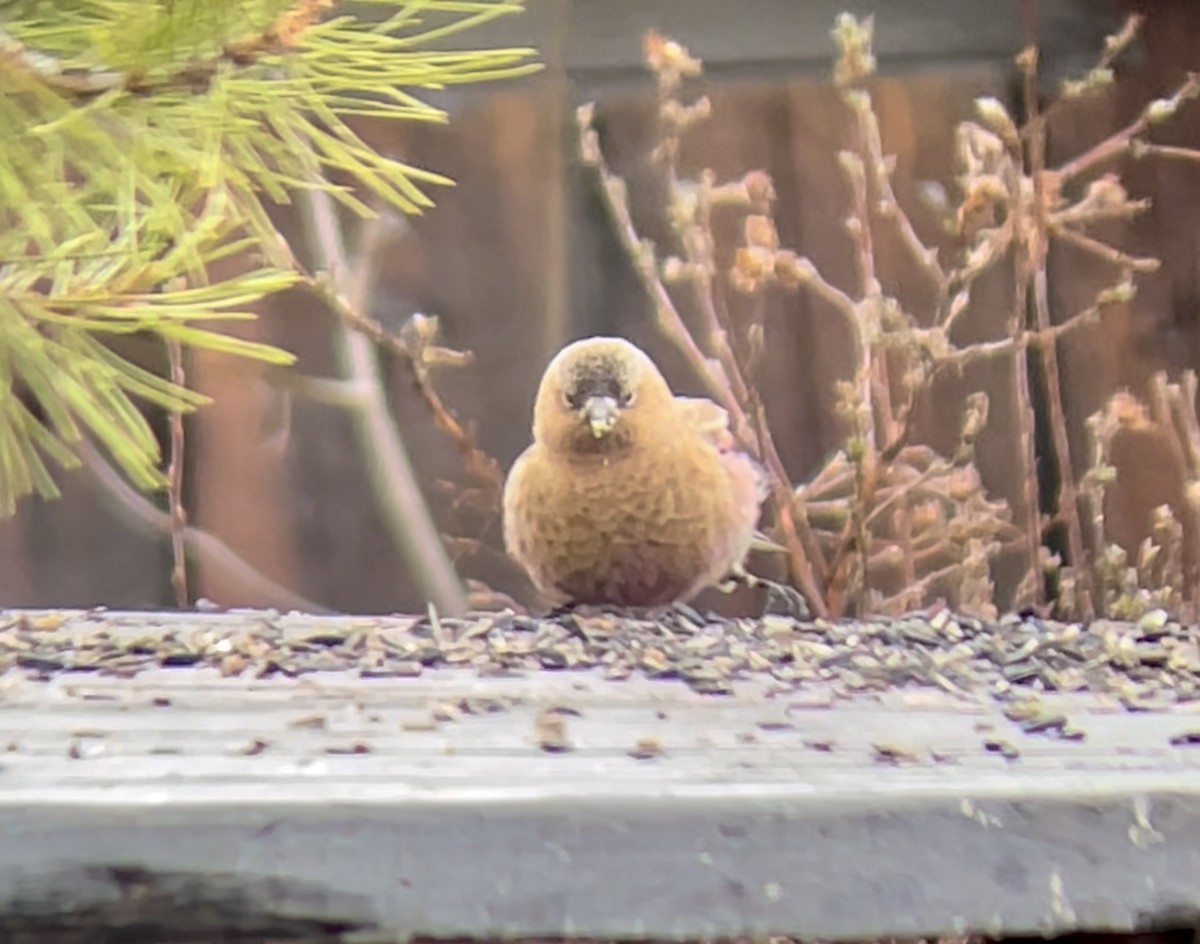 Бурошапочный вьюрок - ML646952676