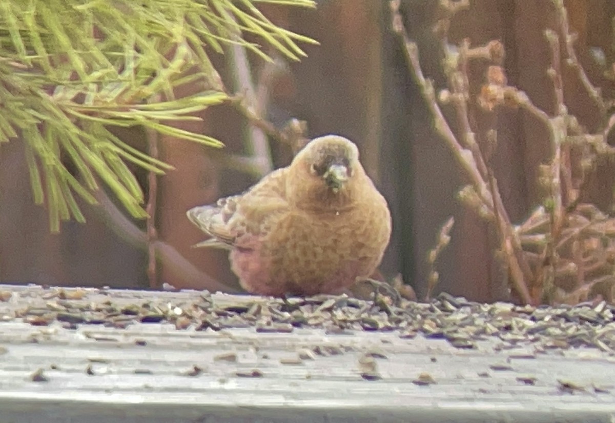 Бурошапочный вьюрок - ML646952677