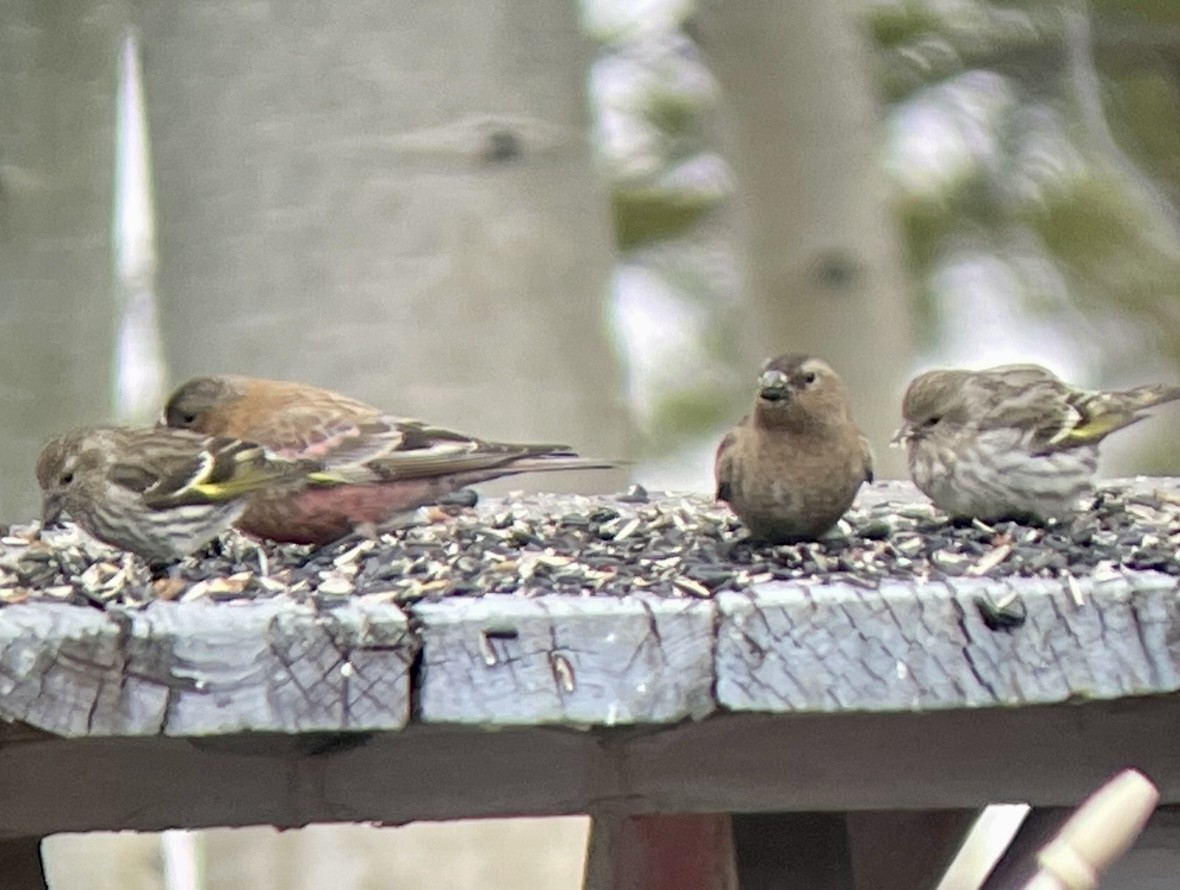 Бурошапочный вьюрок - ML646952678