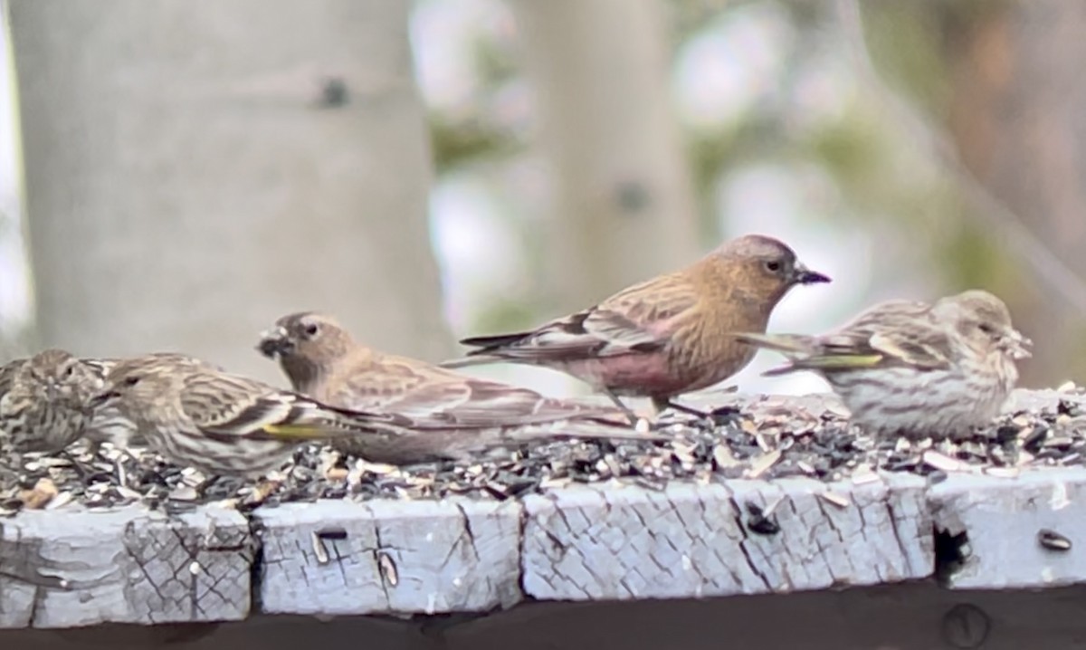 Бурошапочный вьюрок - ML646952679