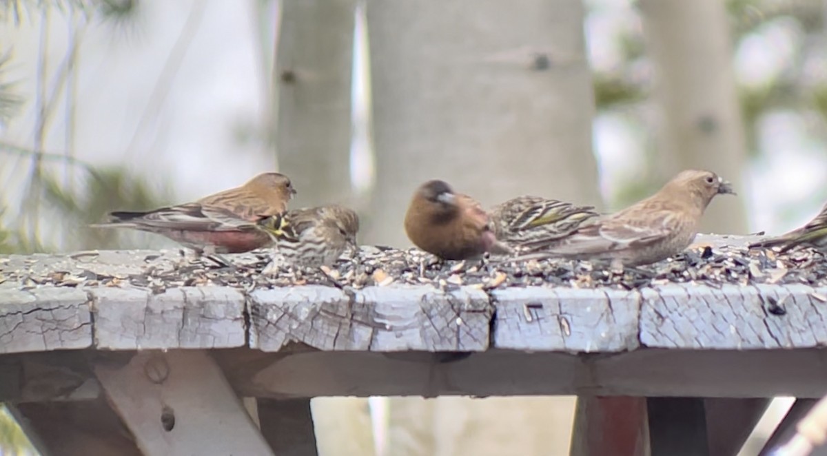 Бурошапочный вьюрок - ML646952680