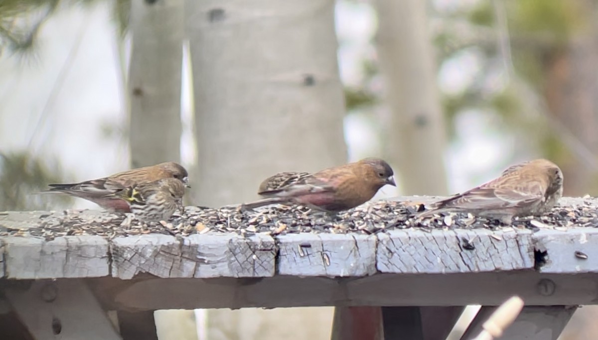 Бурошапочный вьюрок - ML646952681