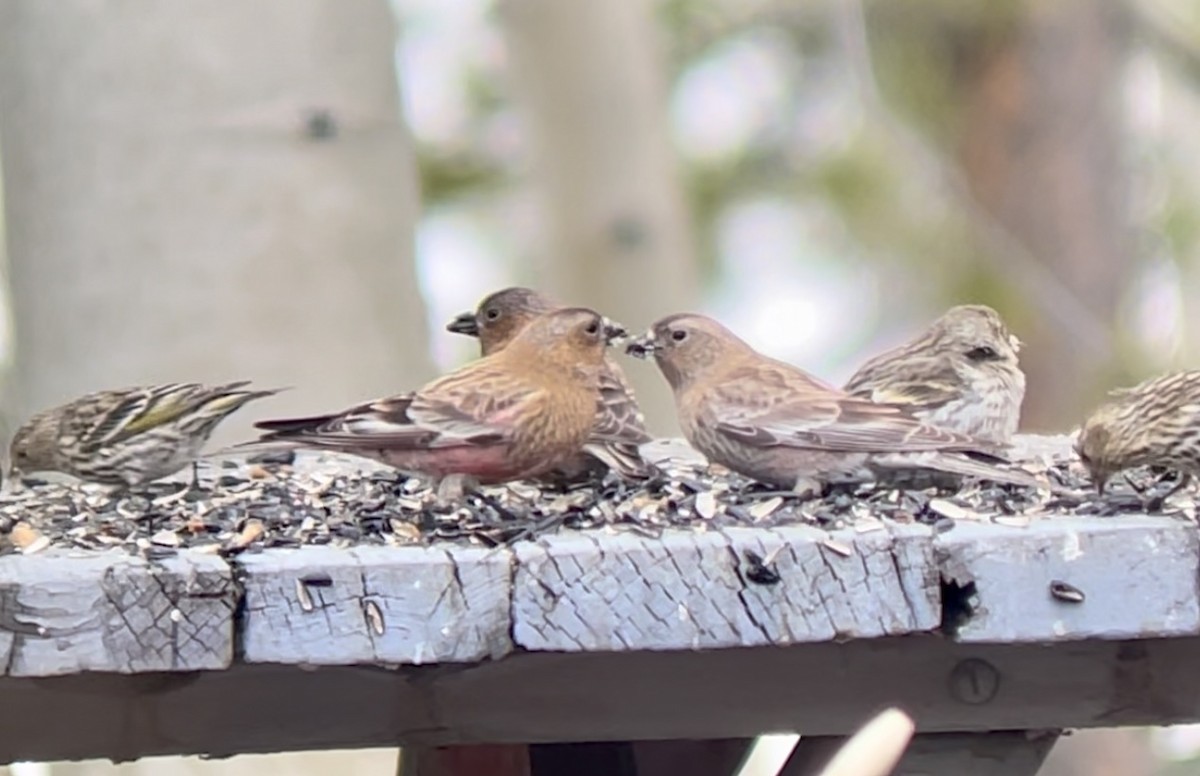 Бурошапочный вьюрок - ML646952682