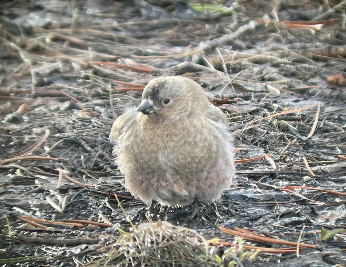 Бурошапочный вьюрок - ML646952684