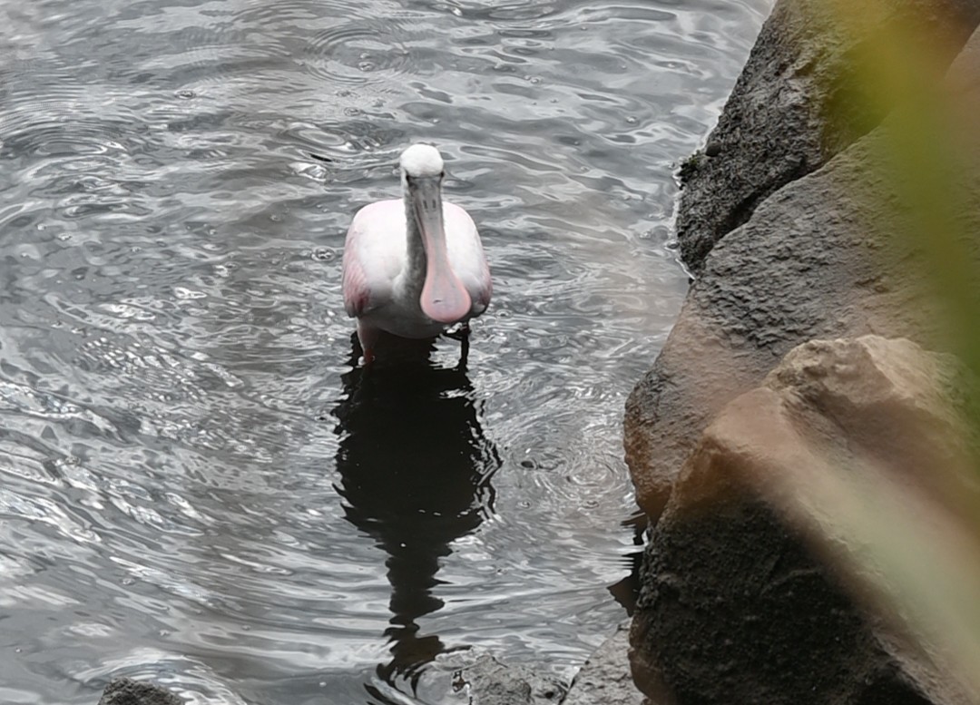 Roseate Spoonbill - ML646952685