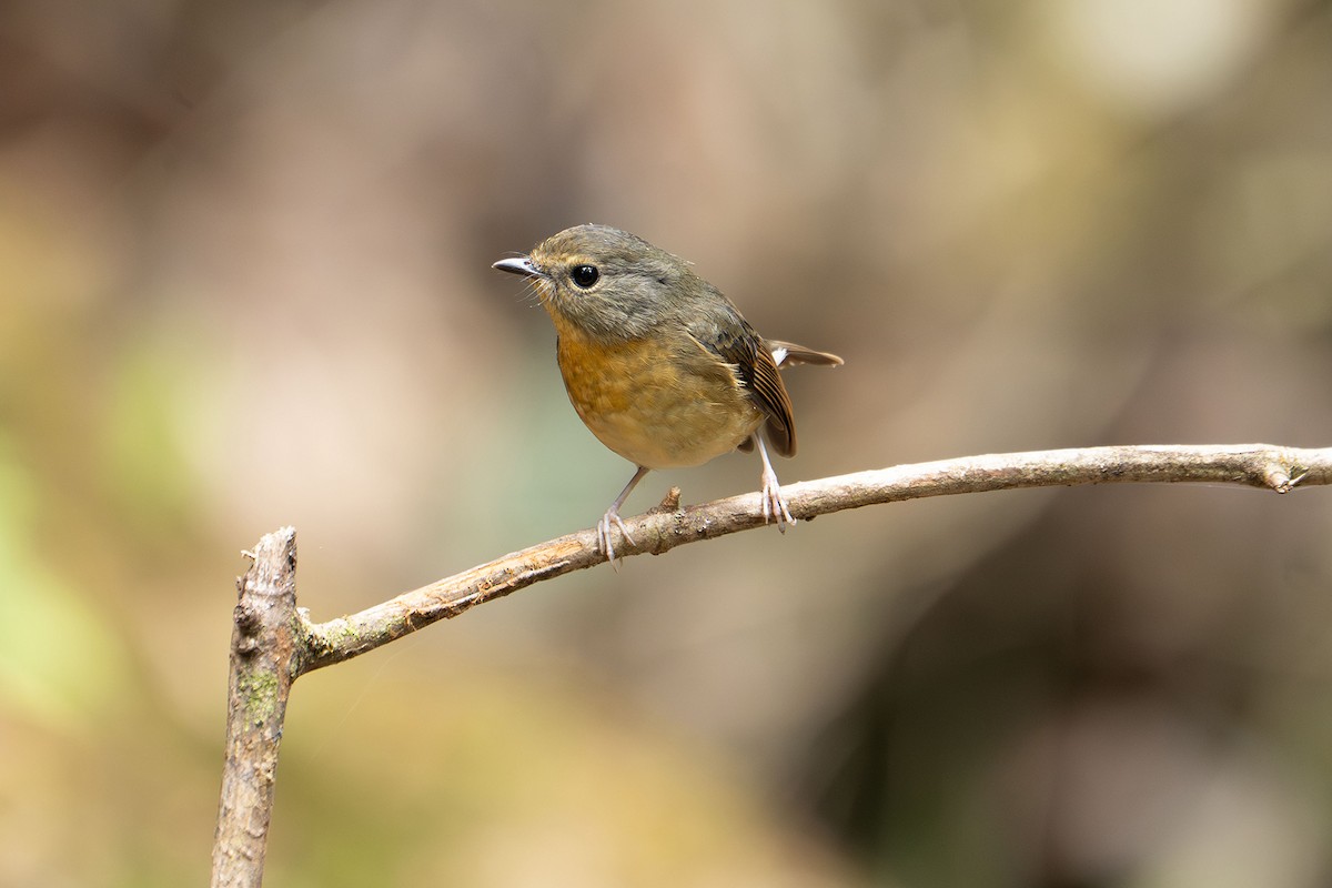 aurorafluesnapper - ML646952688