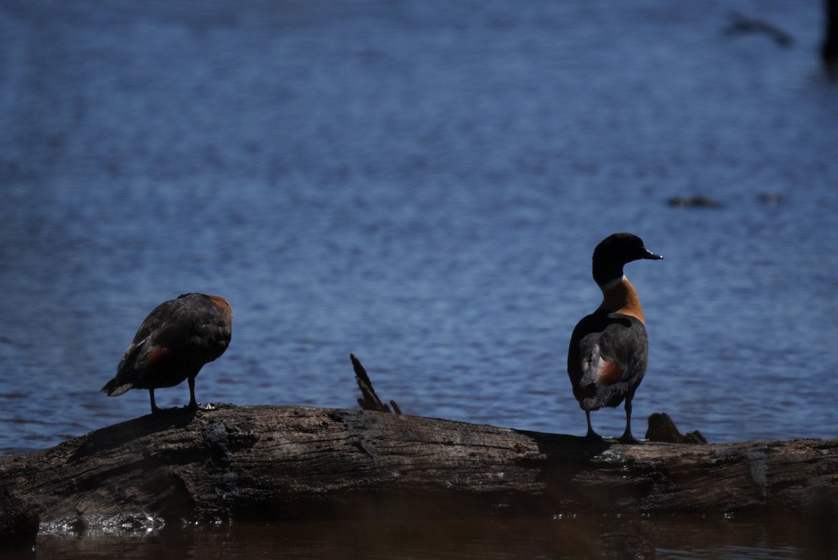 Australian Shelduck - ML646952691