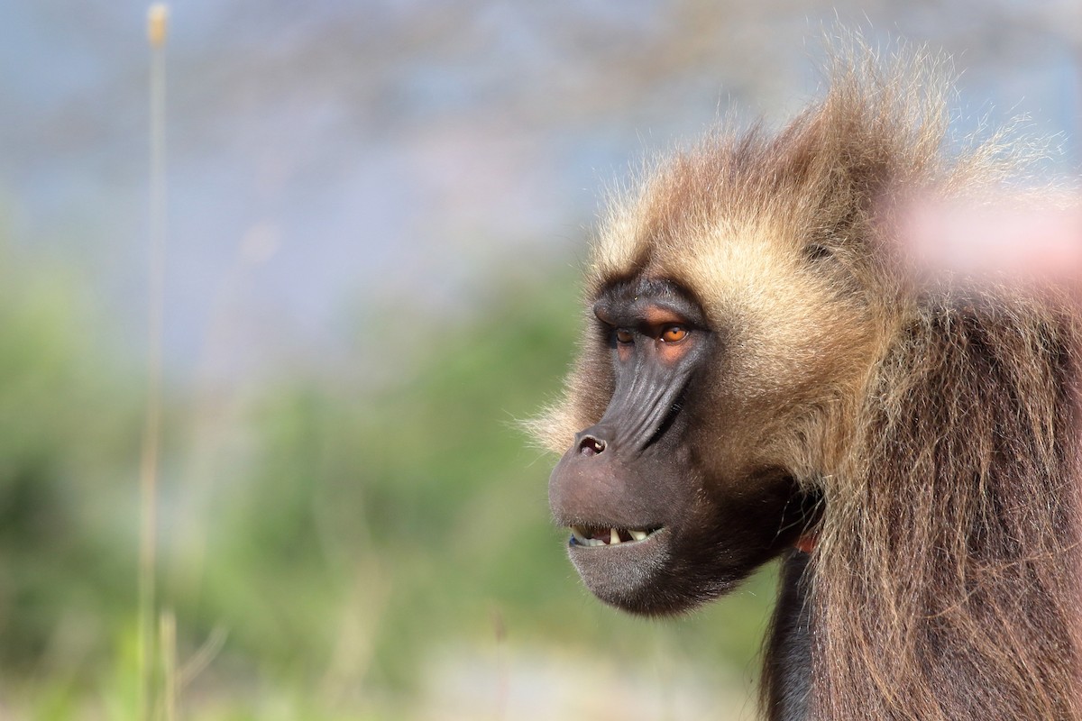 Animals - ML646952692