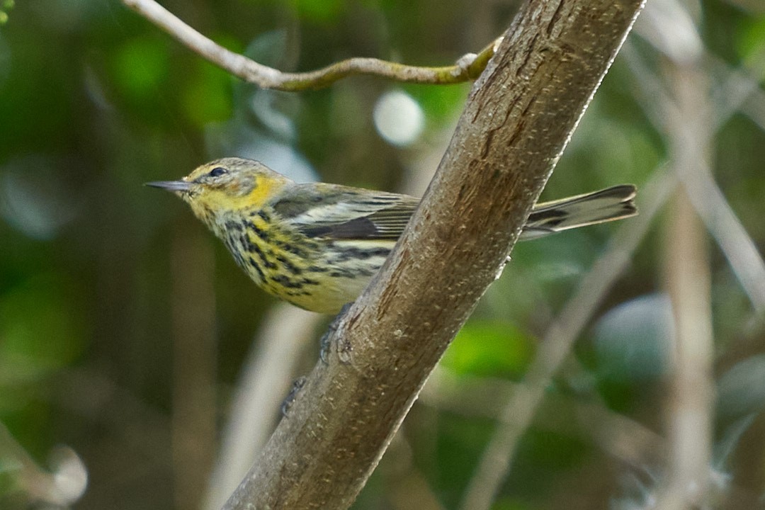 Пісняр-лісовик рудощокий - ML646952699