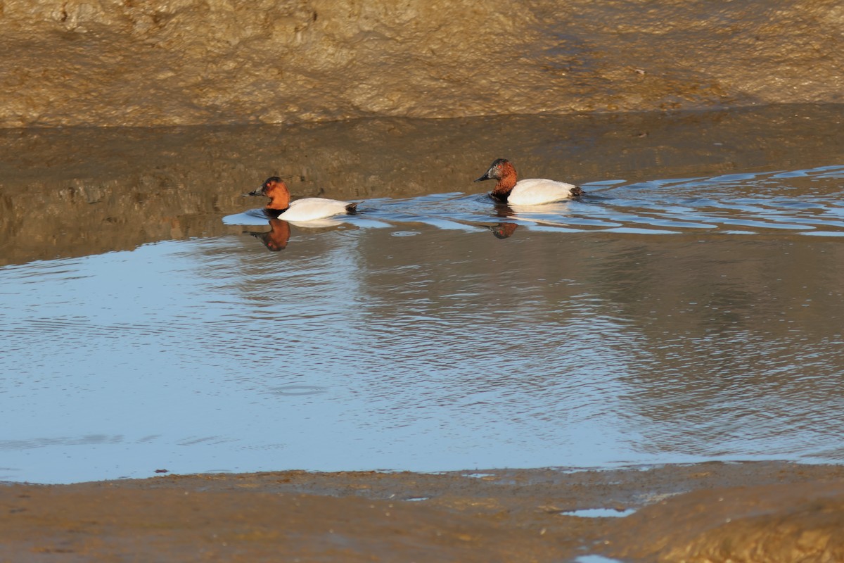 Fuligule à dos blanc - ML646952700