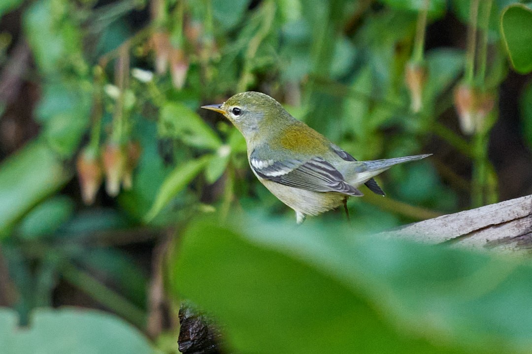 Пісняр північний - ML646952701