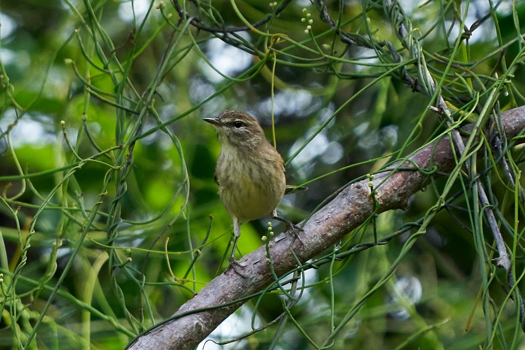 Пісняр-лісовик рудоголовий - ML646952702