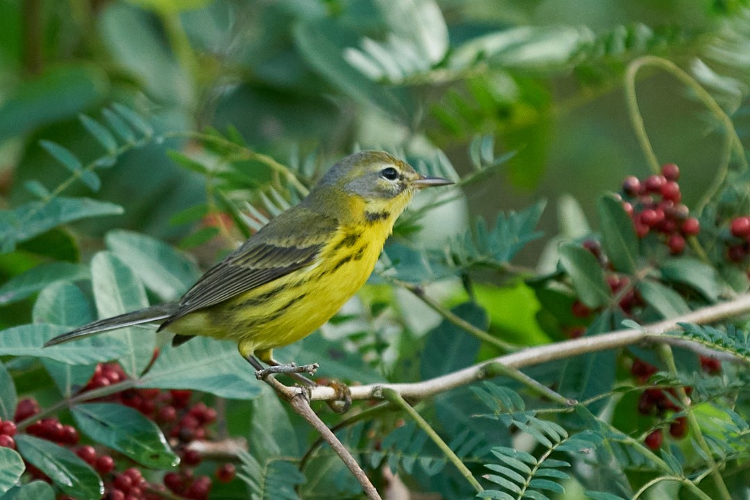 Пісняр-лісовик прерієвий - ML646952705