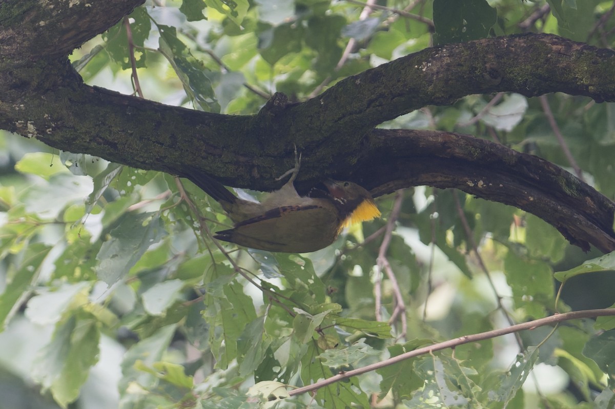 Pic à nuque jaune - ML646952707