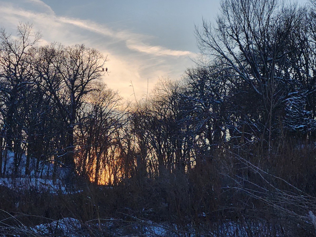 Орлан білоголовий - ML646952714